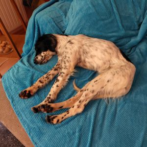 Der erste Abend im neuen Zuhause