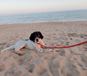 Malta wird am Strand aufgefunden